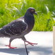 Though admitting it is inanimate and harmless, the pigeon says there is “no way” he would ever get within 10 feet of the painted plastic owl (inset).